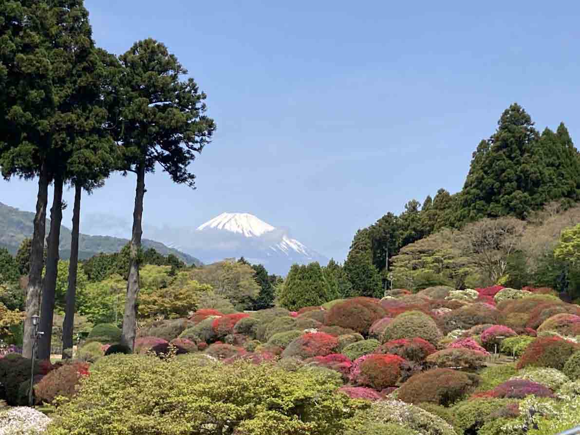 お知らせ「小田急 山のホテルで 「つつじ・しゃくなげフェア2023」開催中」のサムネイル