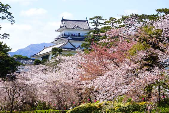 お知らせ「3/30・31 第28回「小田原かまぼこ桜まつり」開催」のサムネイル