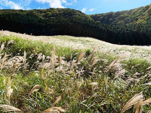 「箱根の秋の風物詩「第55回 箱根仙石原すすきまつり」開催」のメイン画像