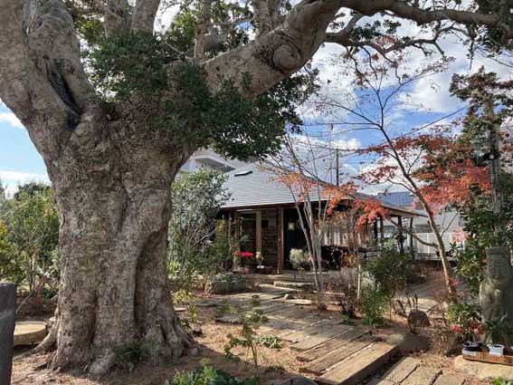 お知らせ「11/29 小田原市久野にセレクトショップ「やまももマート」がオープン」のサムネイル